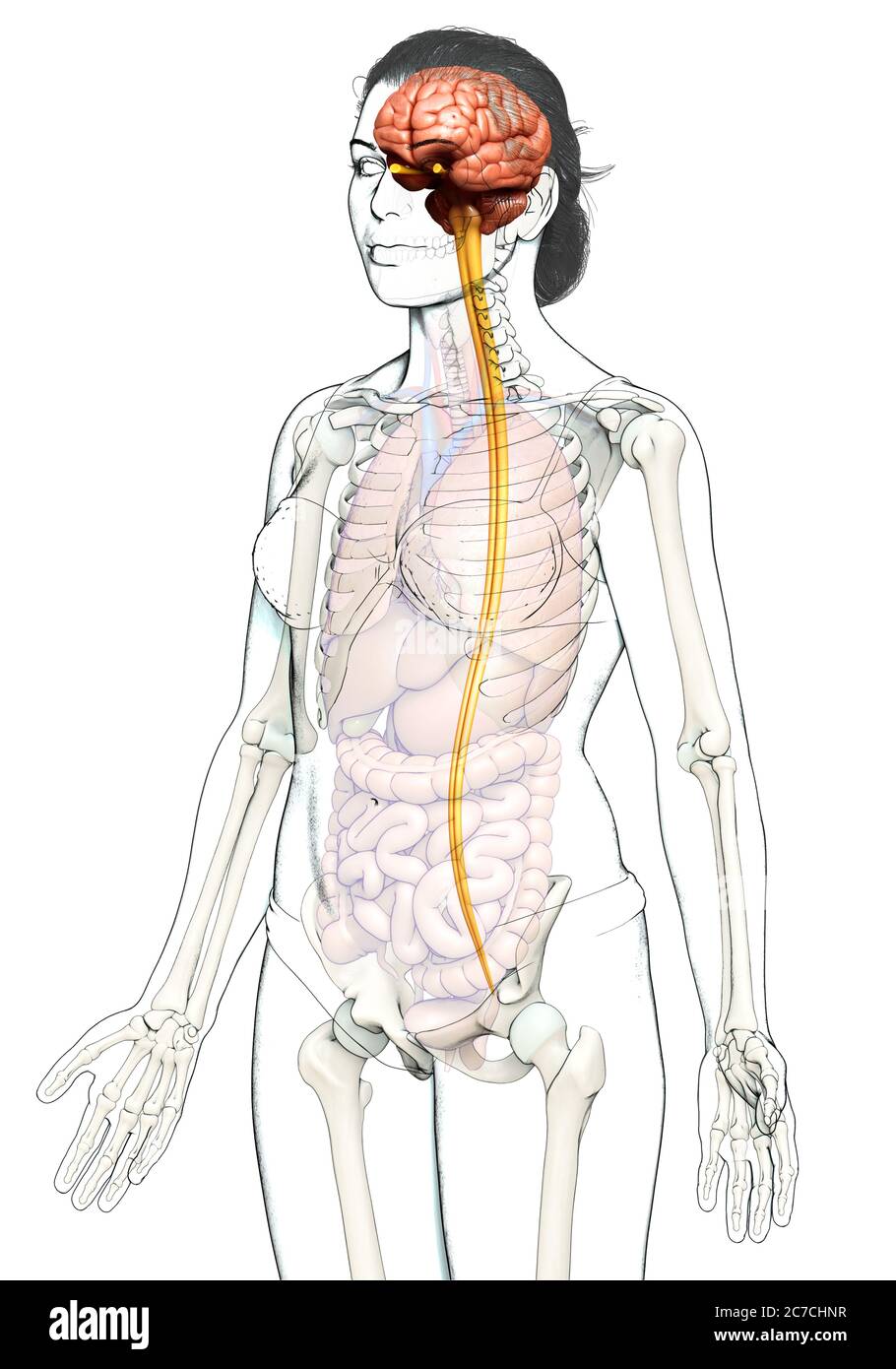 3d rendered medically accurate illustration of the brain Stock Photo ...