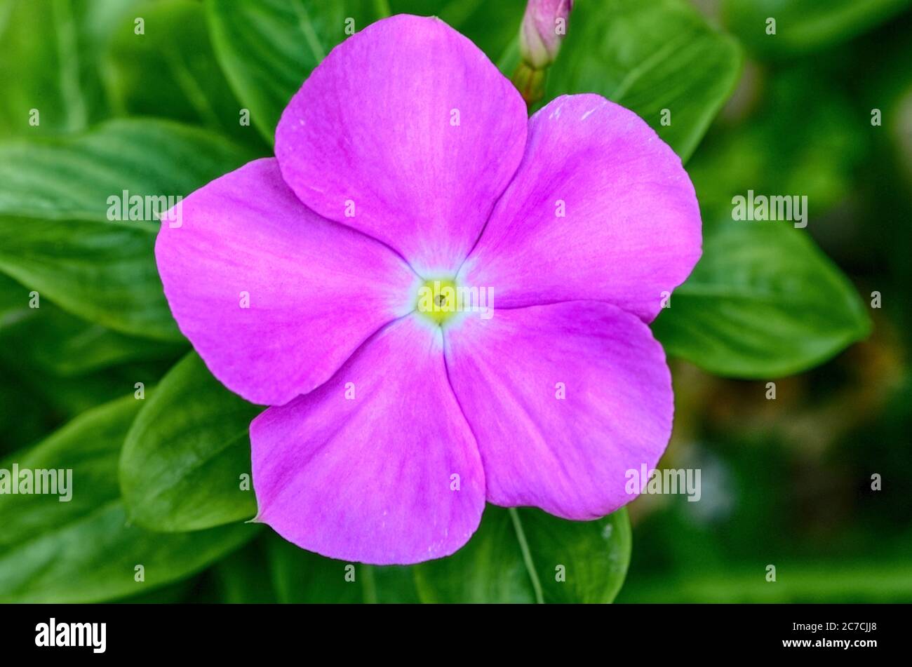 Catharanthus roseus, also known as Bright Eyes, Cape Periwinkle, Graveyard Plant, Madagascar Periwinkle, Old Maid, Pink Periwinkle and Rose Periwinkle Stock Photo