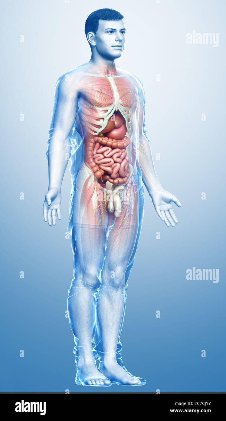 3d rendered medically accurate of the male anatomy Stock Photo - Alamy