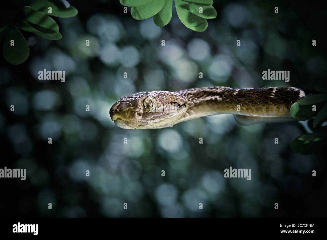 Selective closeup shot of a brown snake on a tree with a blurred background Stock Photo