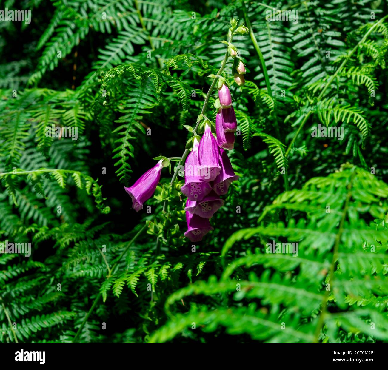 Foxglove,Digitalis purpurea,flowering in woodland summer UK Stock Photo