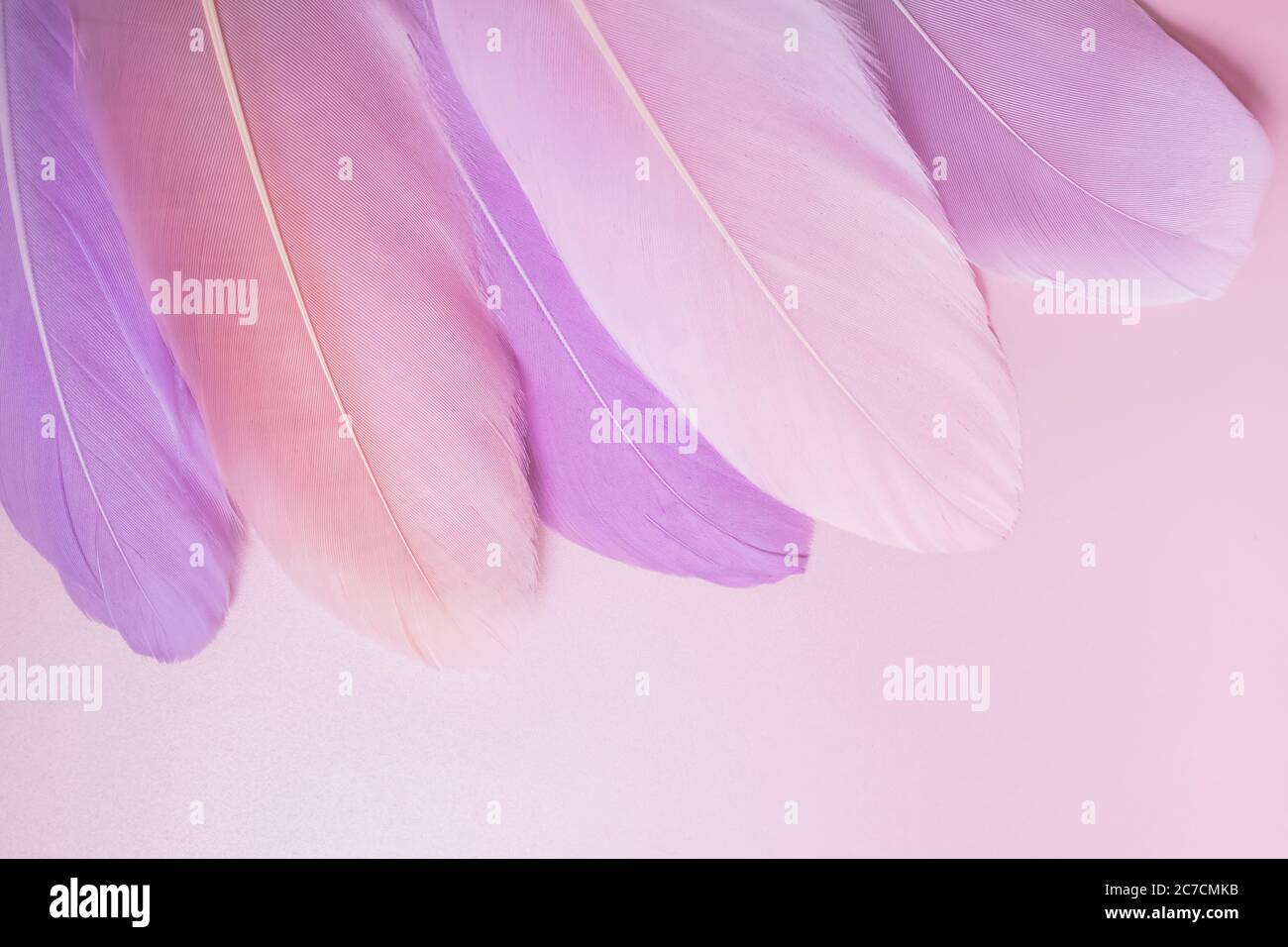 Pastel colored feathers on pink background. Stock Photo