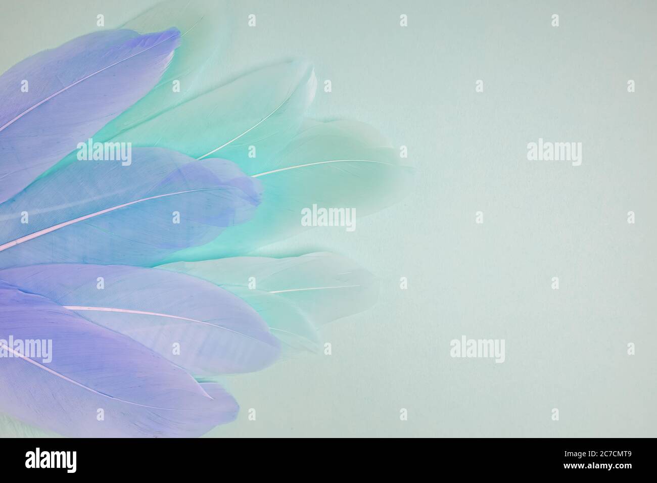 Pastel colored feathers on blue background. Stock Photo