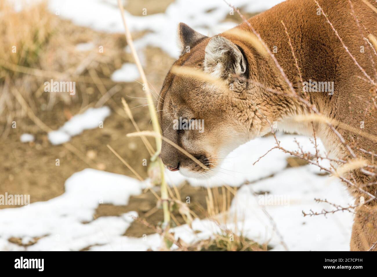Rescued mountain lion in open area outdoors at wildlife sanctuary park Stock Photo