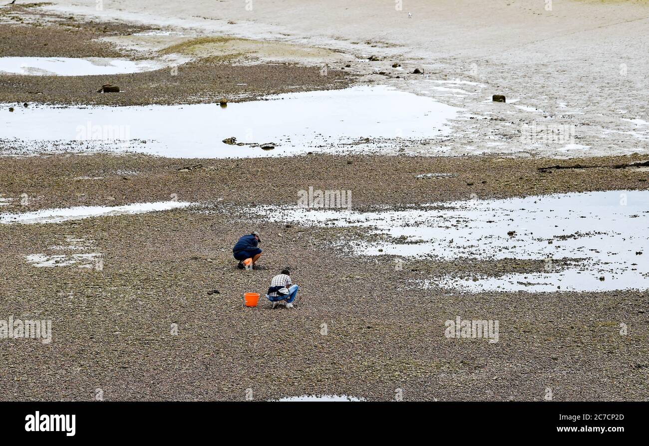 Cockling hires stock photography and images Alamy