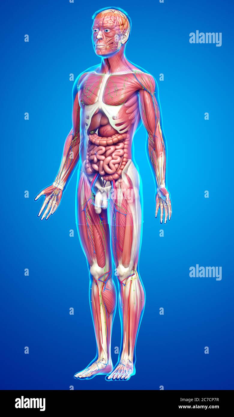 3d rendered medically accurate of the male anatomy Stock Photo - Alamy