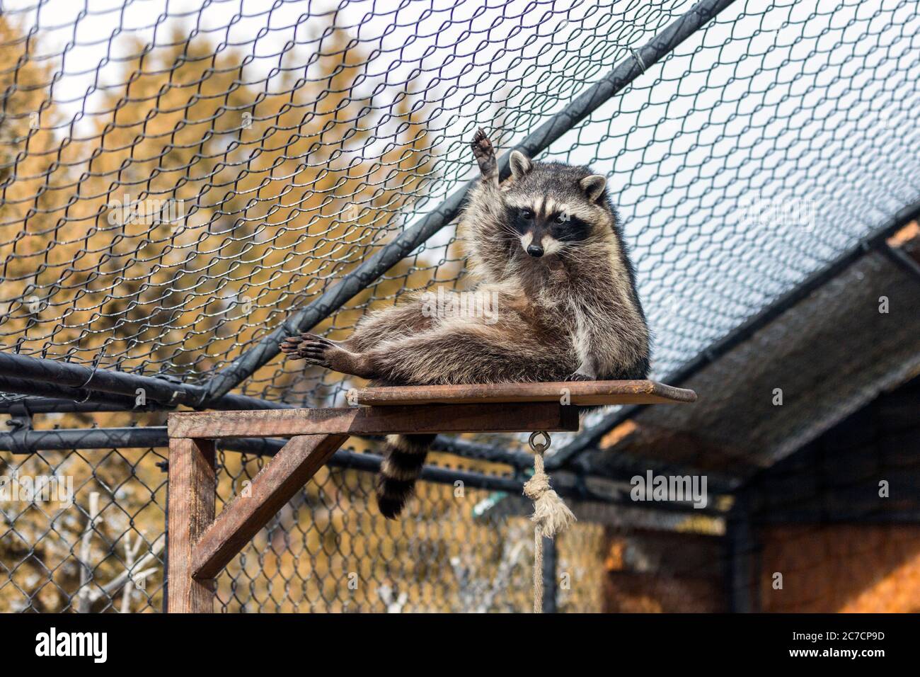 To Racoons High Resolution Stock Photography and Images - Alamy