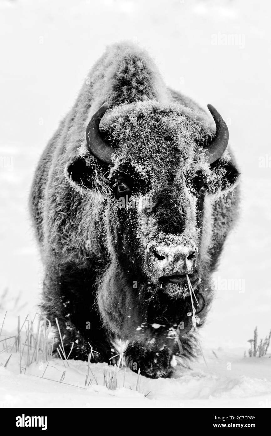 American Bison (Bison bison)  standing frozen in snow, looking at camera, Black and White, Yellowstone National Park, Wyoming, United States Stock Photo