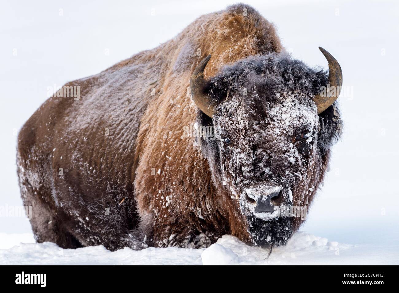 Frozen American Bison (Bison bison) standing in snow, looking at camera, Yellowstone National Park, Wyoming, United States Stock Photo