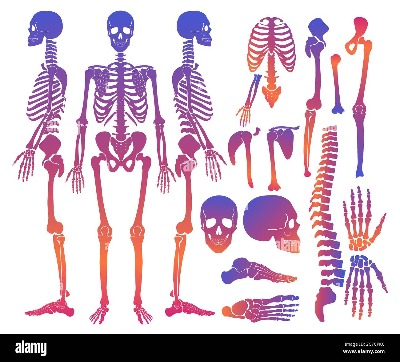 Human bones skeleton silhouette collection set. gradient bright color high detailed vector illustration Stock Vector