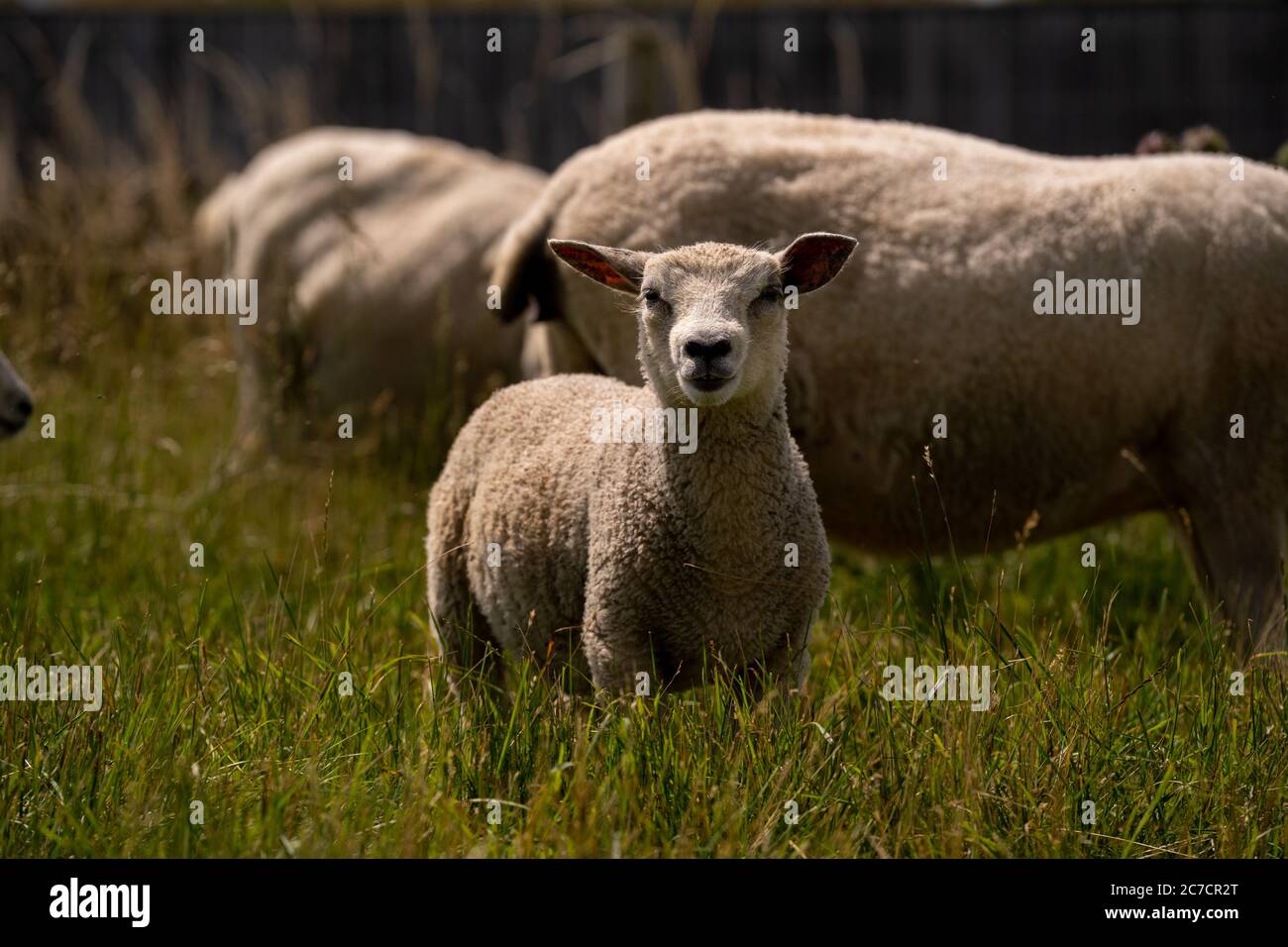 Cute little lambs and sheeps in a green field looking at the camera ...