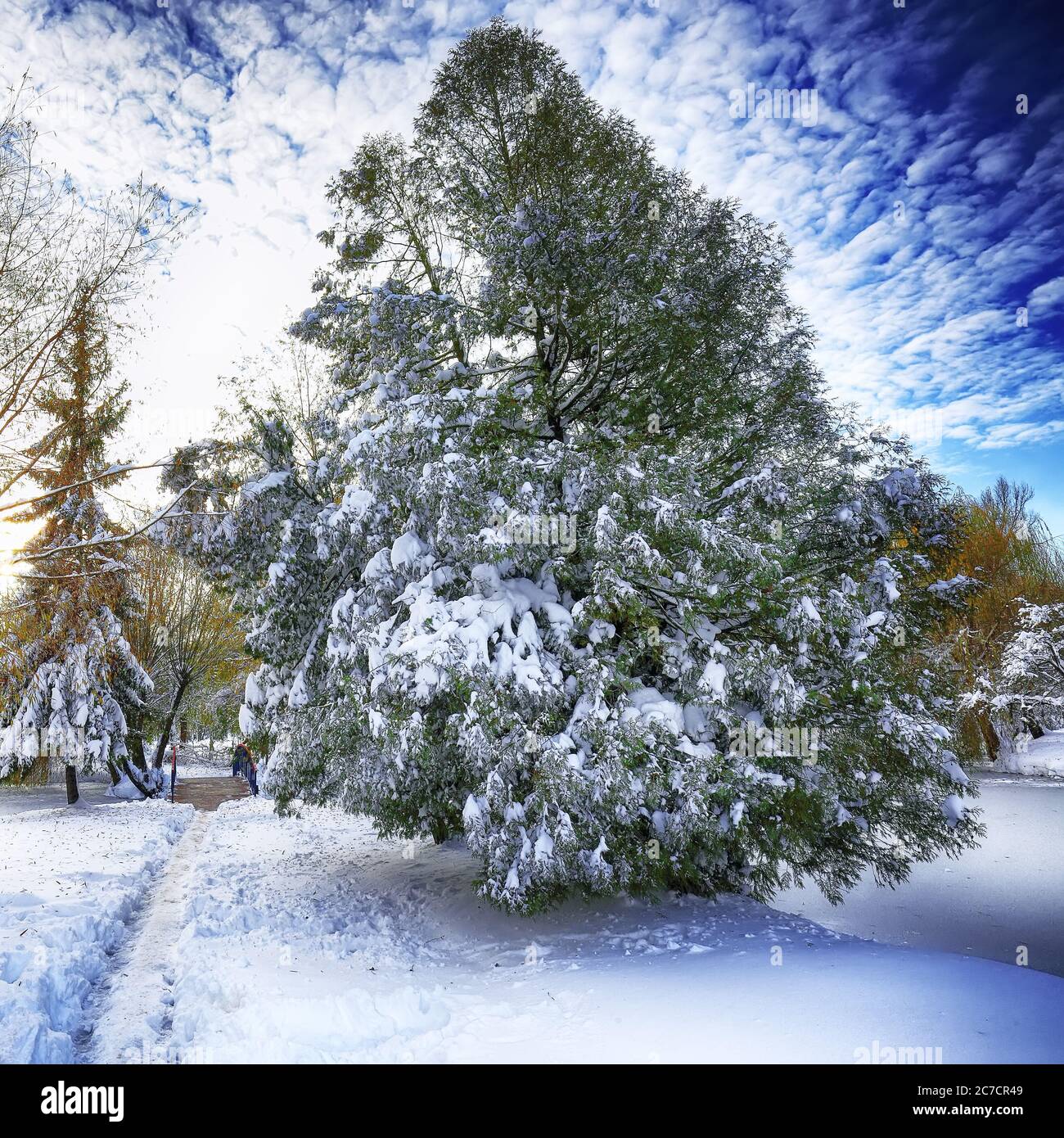 Sunlight breaks through the pine trees in winter. Lots of snow. Dramatic sky Stock Photo