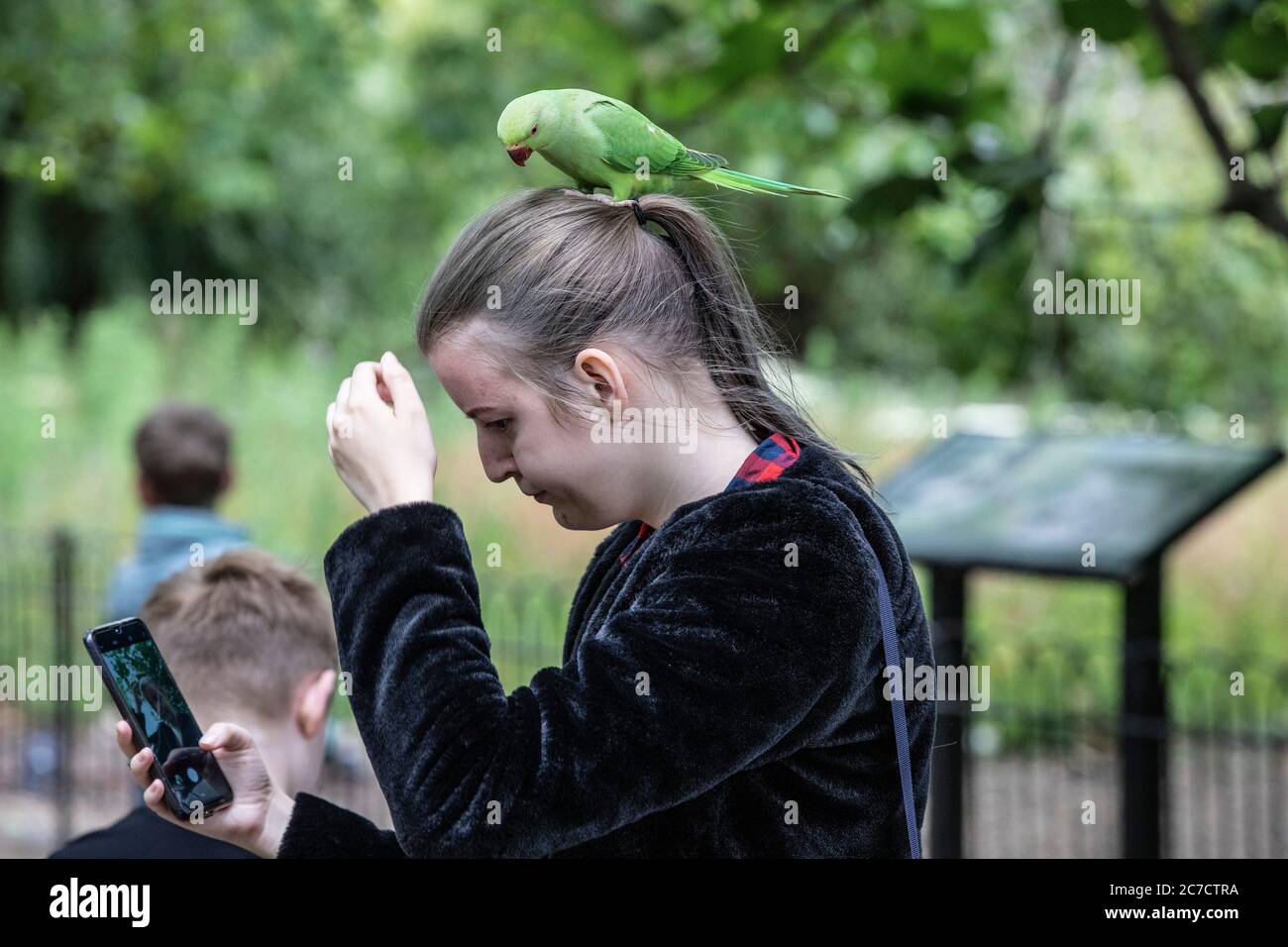 St James's Park, London. 16th July 2020. UK Weather: Parakeets enjoy the return of tourists on a warm but overcast day in St James's Park, London, United Kingdom Credit: Clickpics/Alamy Live News Stock Photo