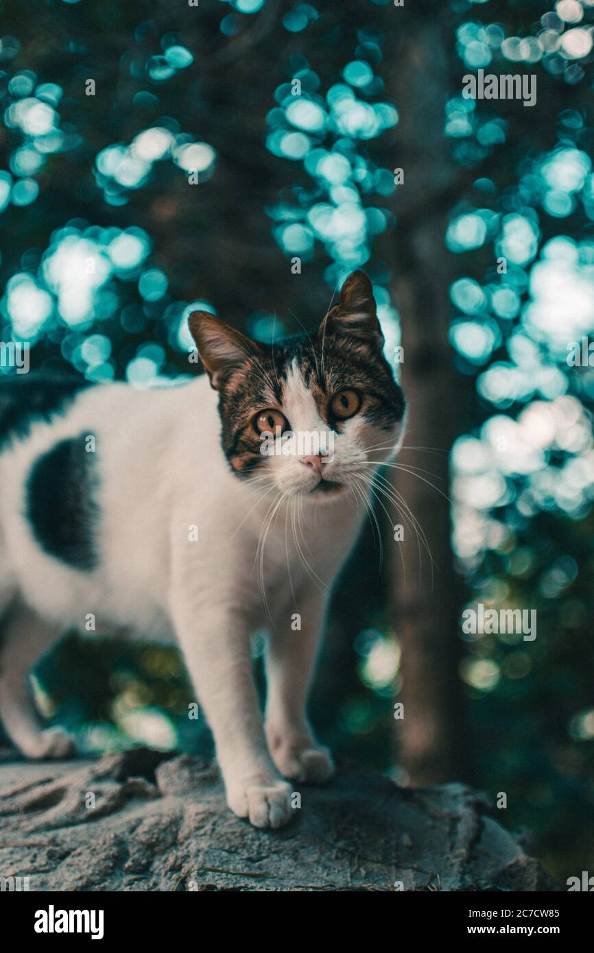 Vertical selective shot of a brown and white cat on the blurry ...