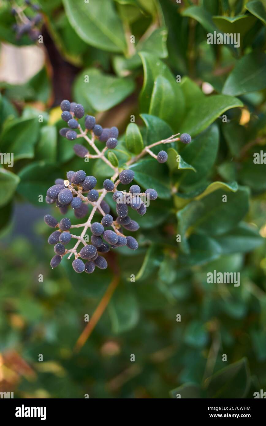 Ligustrum Japonicum High Resolution Stock Photography And Images Alamy