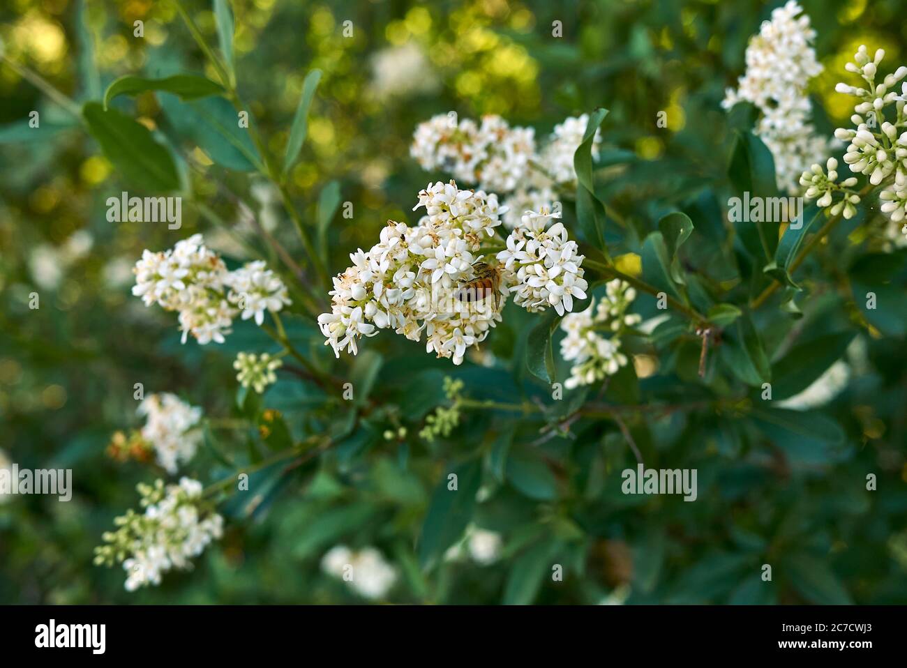 Ligustrum vulgare white blossom Stock Photo