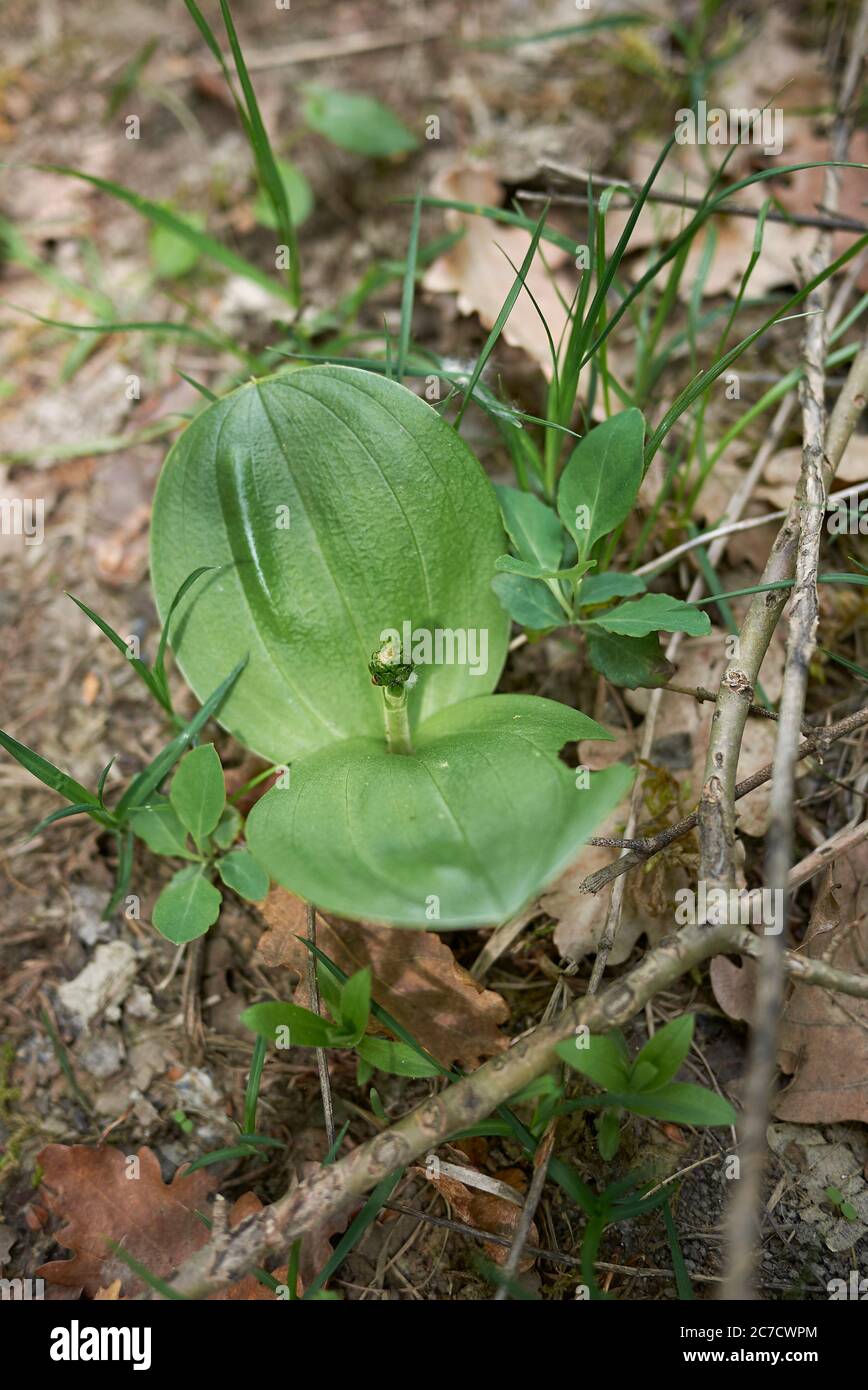 Fresh plant of Neottia ovata Stock Photo