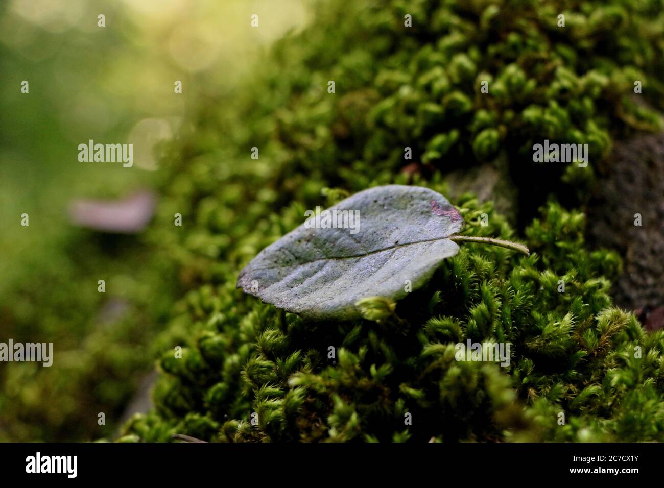 Closeup shot of a green leaf on a mossy ground with a blurred background Stock Photo