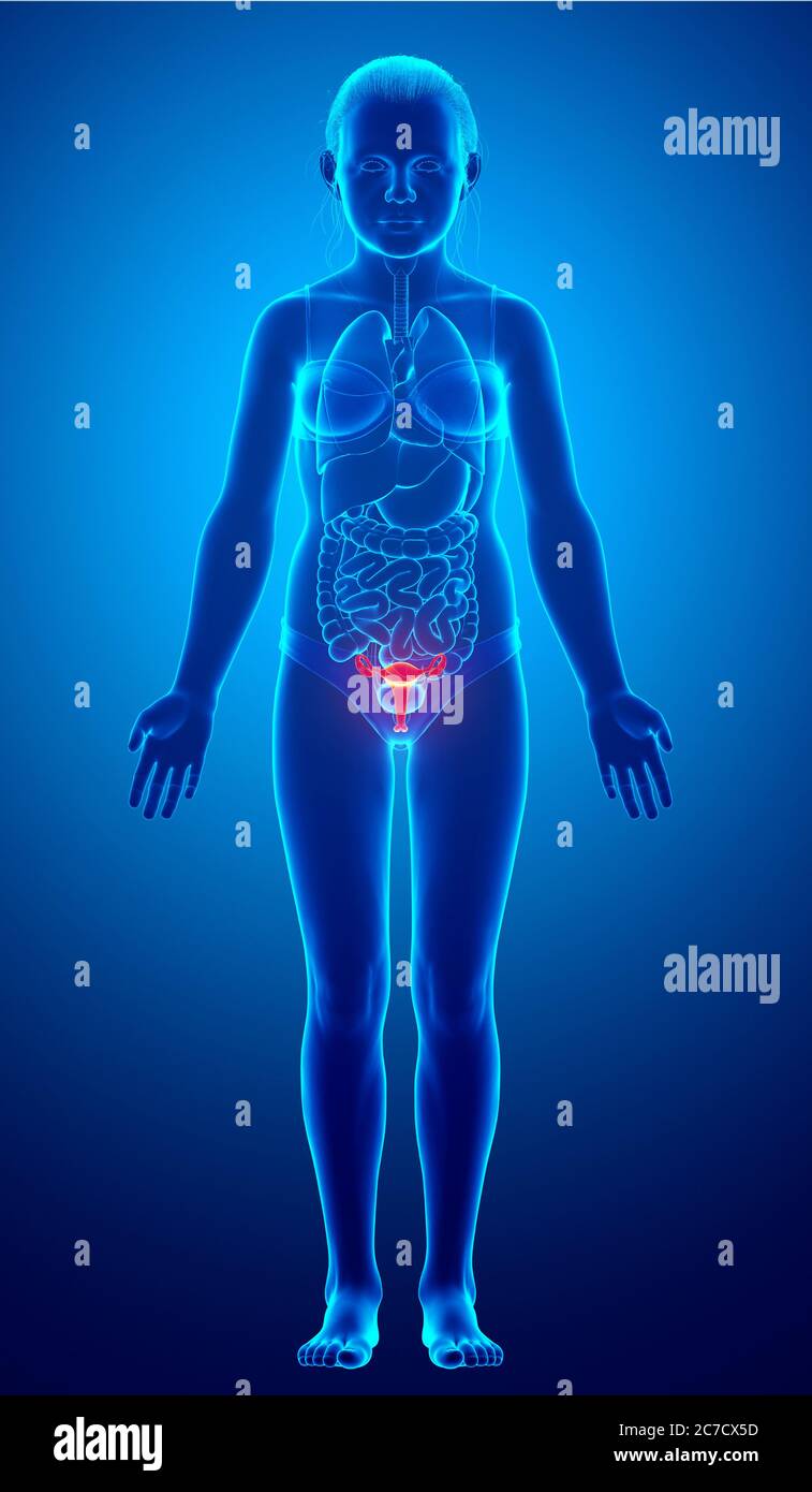 3d rendered medically accurate illustration of young girl uterus