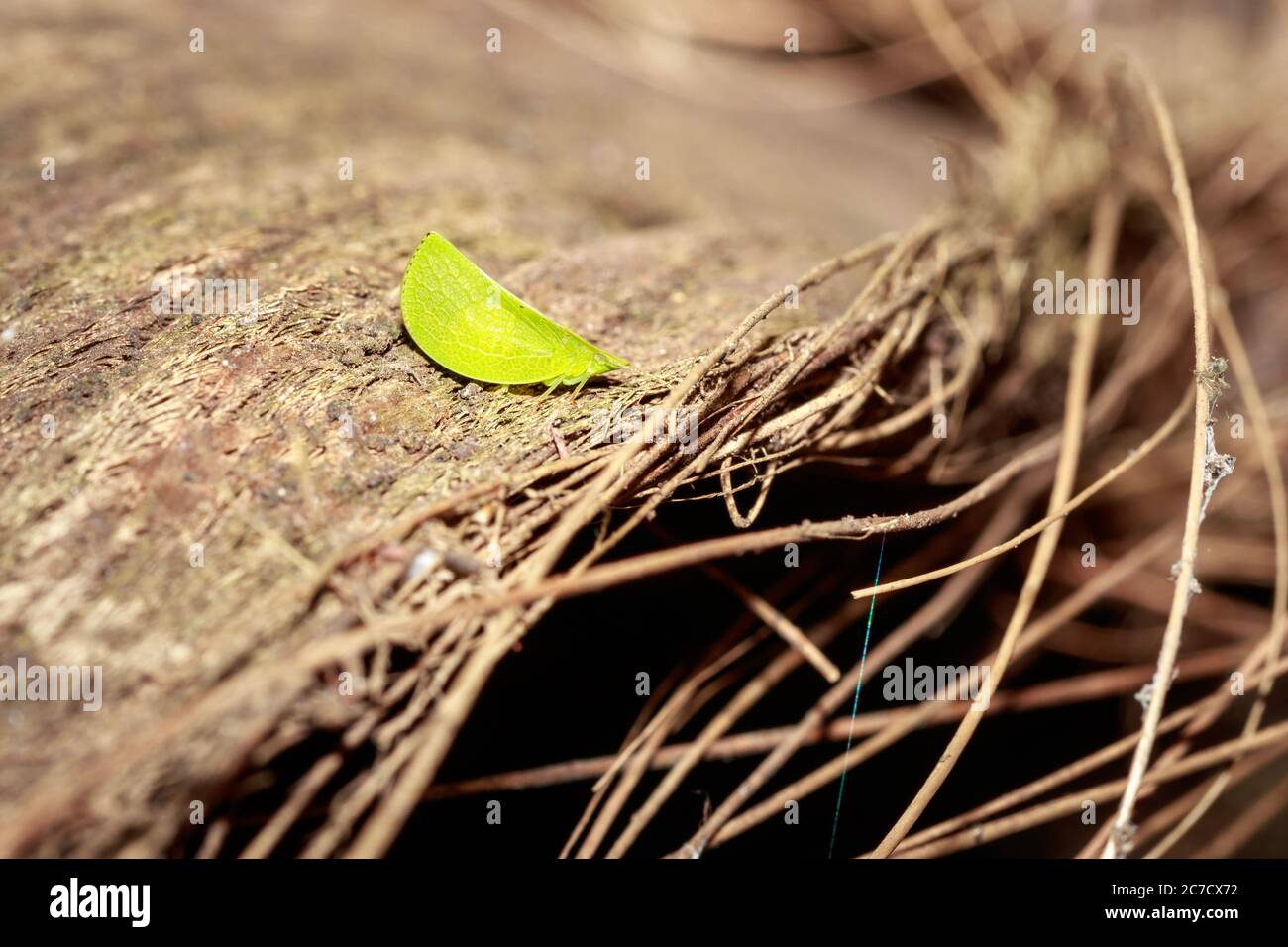 Green katydid (Tettigoniidae) sitting on a dry bark, Uganda, Africa Stock Photo