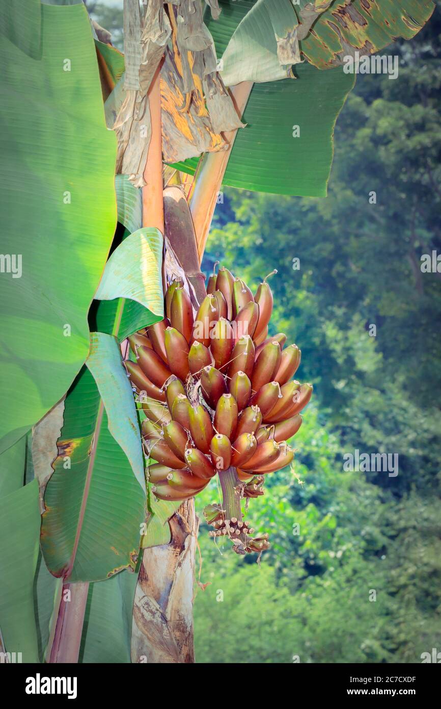 Wild Bananas plant (Musa balbisiana) growing, Uganda, Africa Stock Photo Alamy