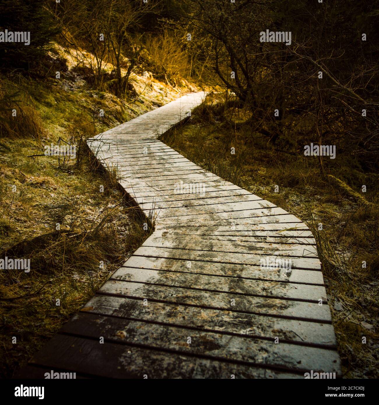 Vanishing wooden footpath through hi-res stock photography and images ...