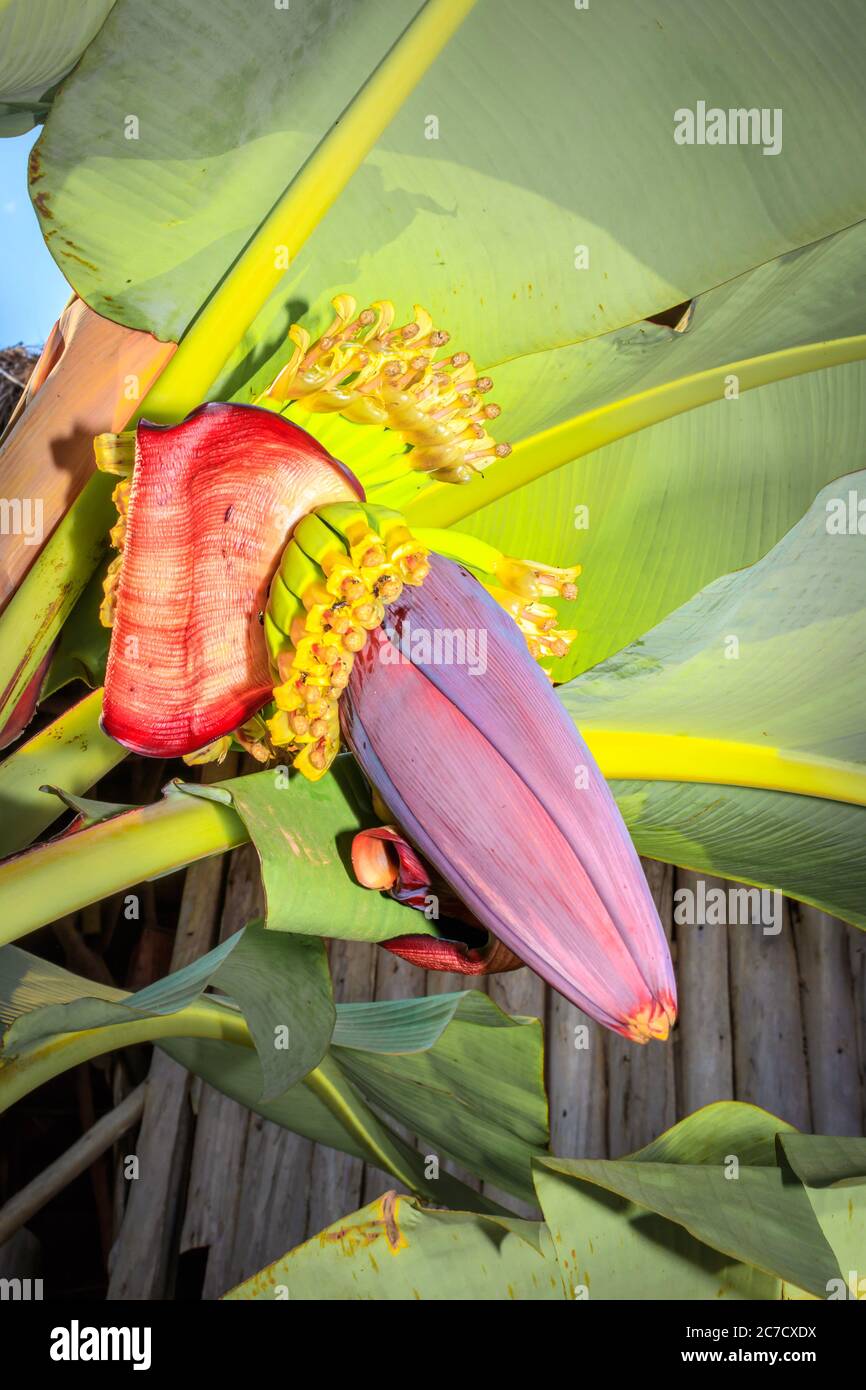 Wild Bananas plant (Musa balbisiana) growing, Uganda, Africa Stock