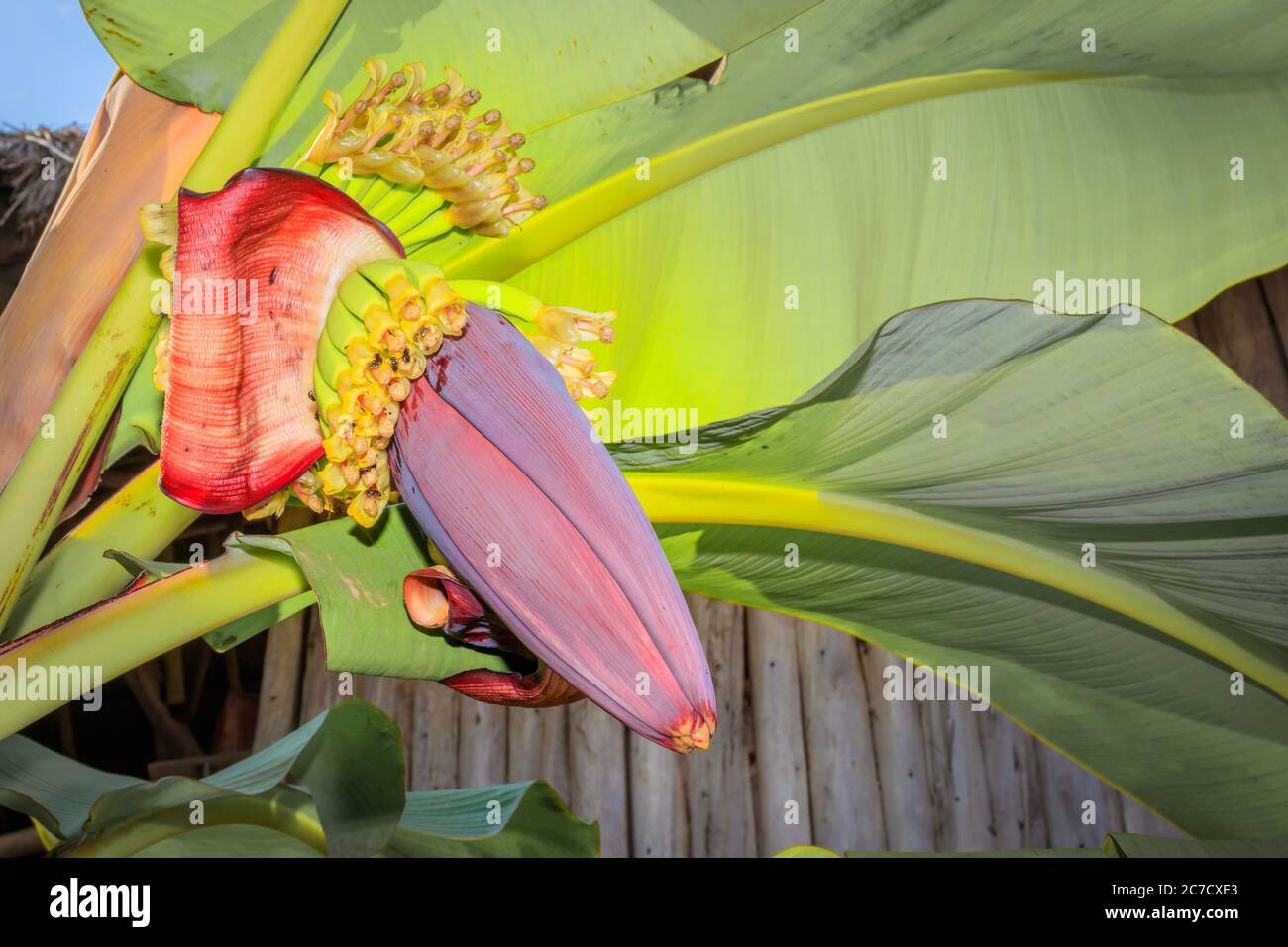 Wild Bananas plant (Musa balbisiana) growing, Uganda, Africa Stock Photo Alamy
