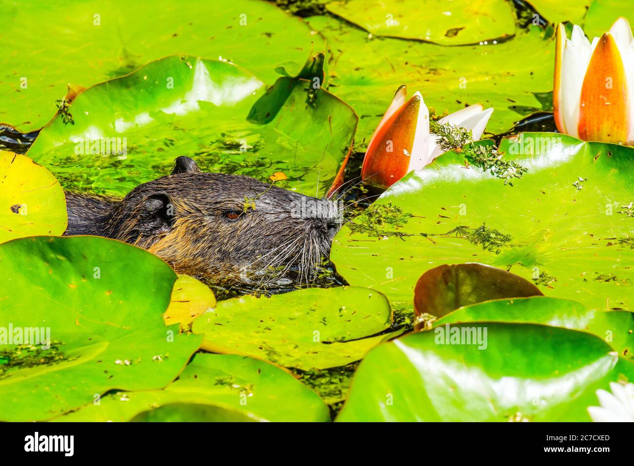 Adult coypu in the pond. Coypu is a large, herbivorous, semiaquatic rodent. Member of the family Myocastoridae included within Echimyidae, the family Stock Photo