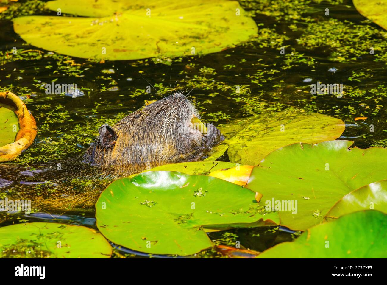 The coypu eating. Coypu is a large, herbivorous, semiaquatic rodent. Member of the family Myocastoridae included within Echimyidae, the family of the Stock Photo