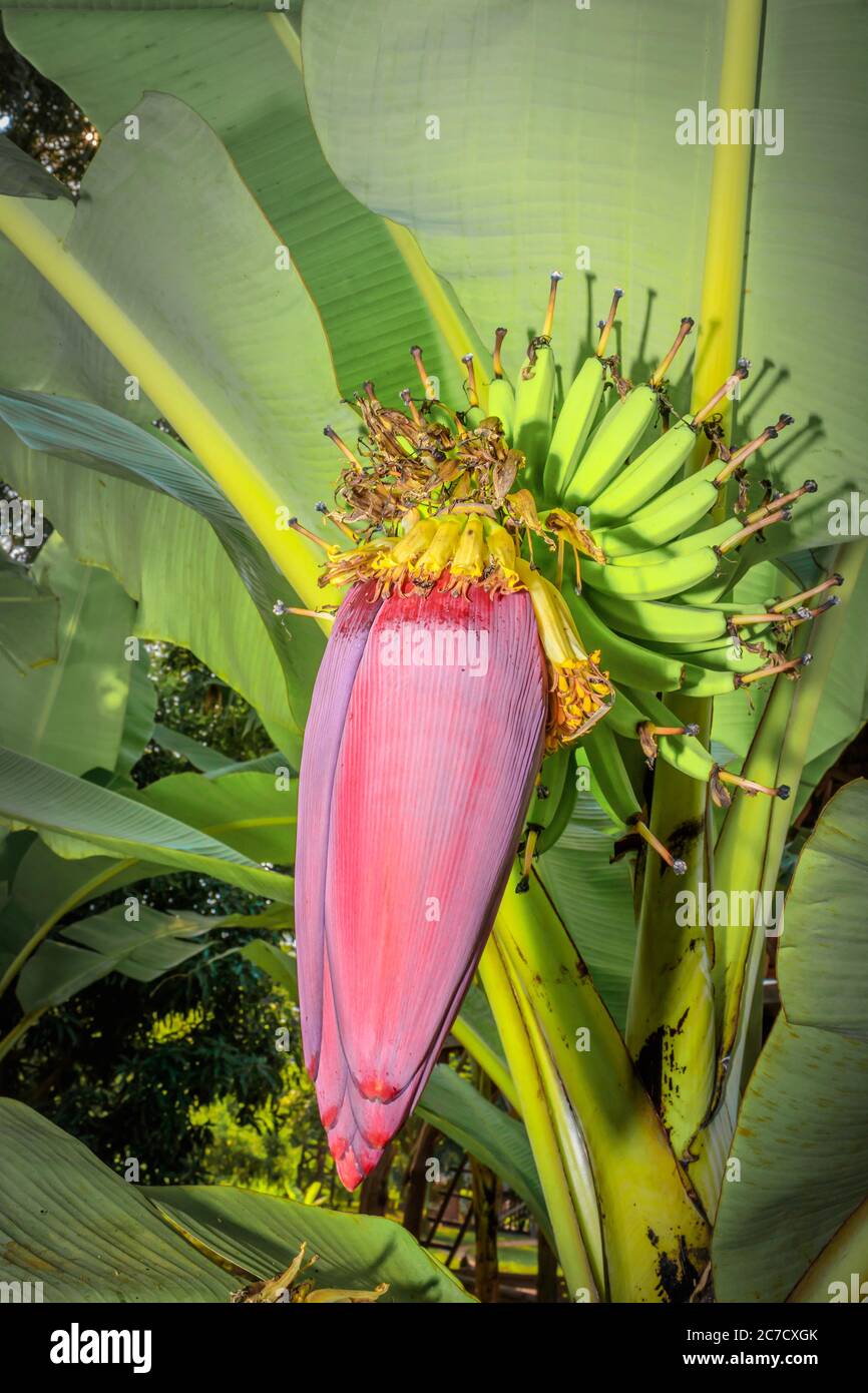 Wild Bananas plant (Musa balbisiana) growing, Uganda, Africa Stock