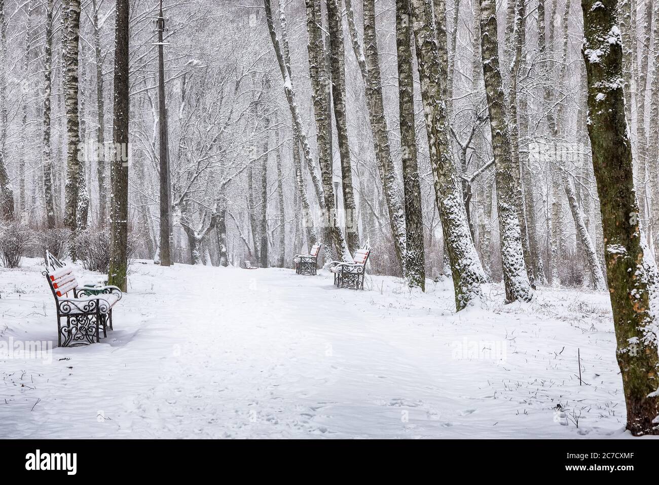 Park bench and trees covered by heavy snow. Lots of snow Stock Photo ...