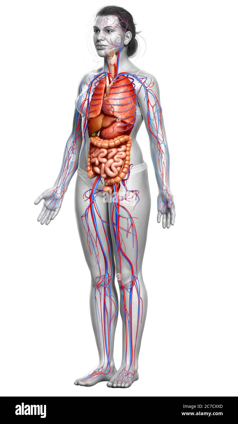 3d rendered medically accurate illustration of the female circulatory