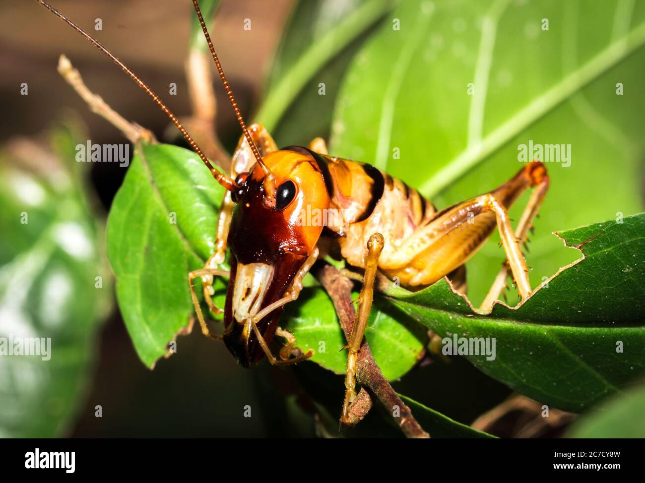 Madagascar King Cricket (Anostostomatidae) sitting resting, Nosy Komba, Madagascar Stock Photo