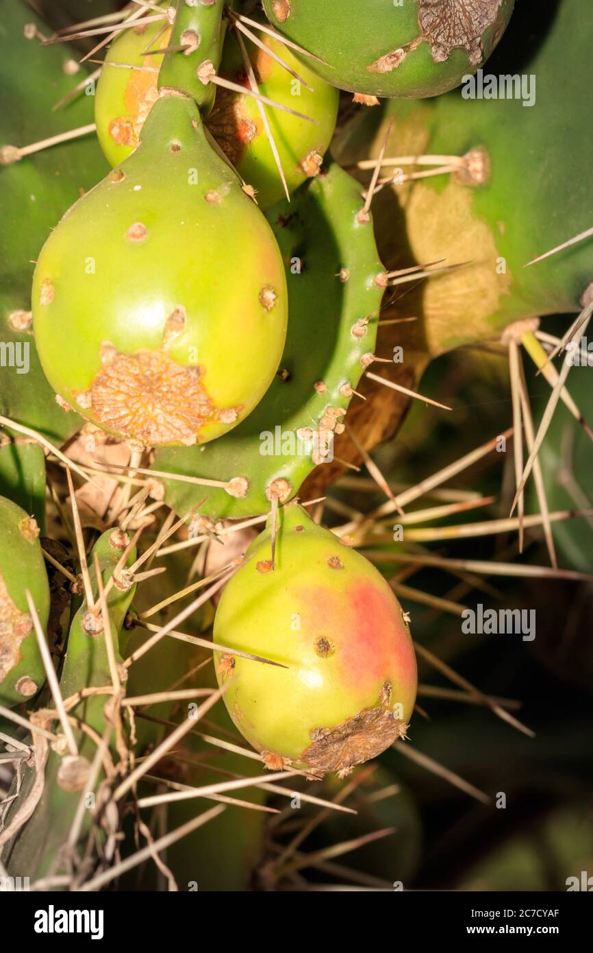 Prickly pear (Opuntia littoralis) fruit growing, Uganda, Africa Stock Photo