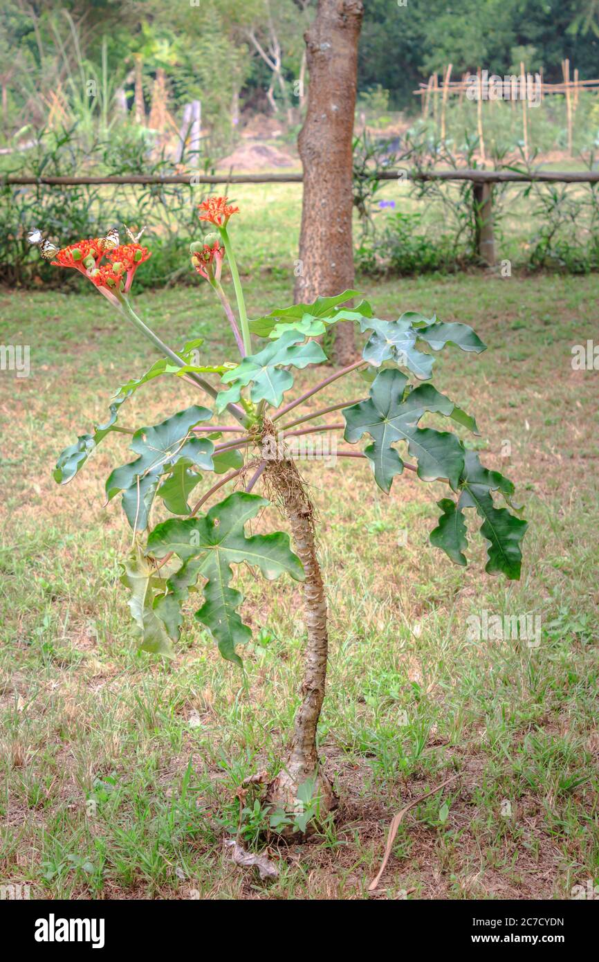 Red flowers growing on a green berry plant, Uganda, Africa Stock Photo