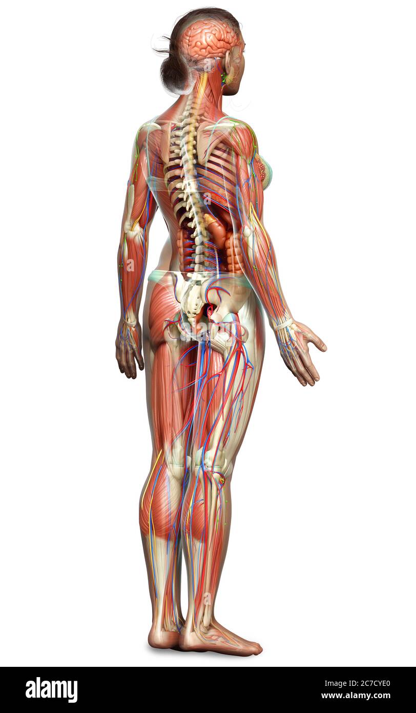 3d rendered medically accurate of the female anatomy Stock Photo Alamy