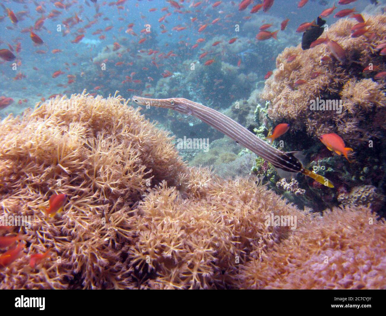 Closeup underwater shot of a long striped squid swimming amongst corals and red fish Stock Photo