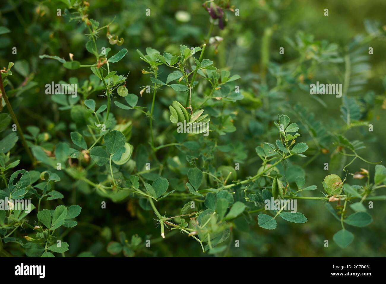Medicago orbicularis with fresh seed pods Stock Photo