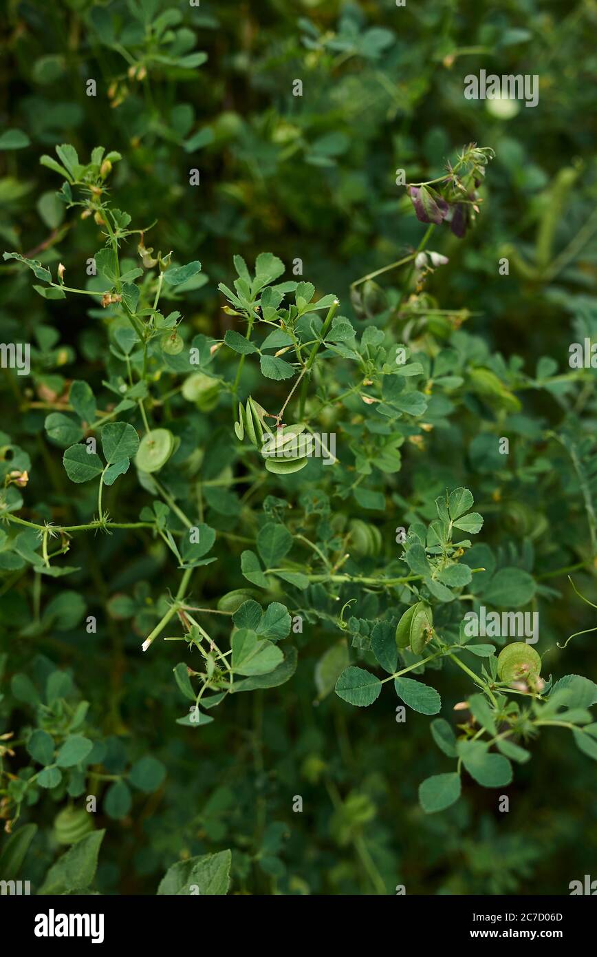 Medicago orbicularis with fresh seed pods Stock Photo
