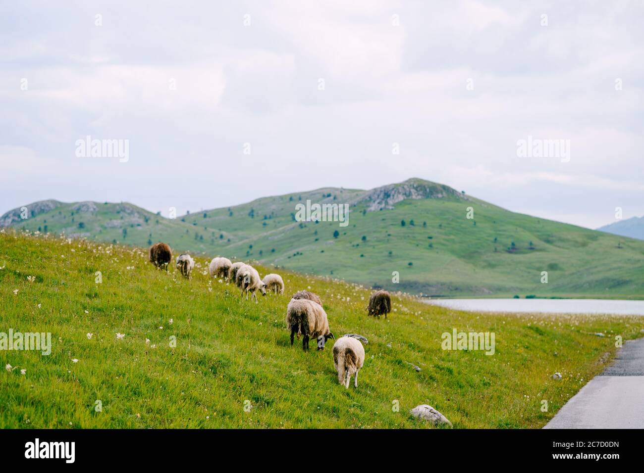 A flock of sheep walks on a green hill along a paved road Stock Photo ...