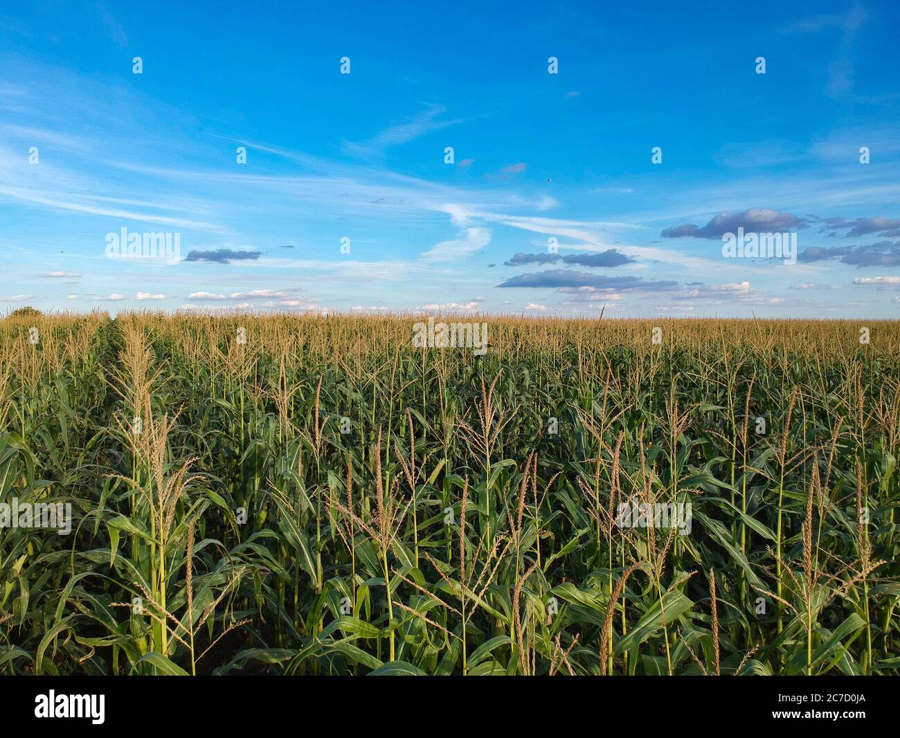Corn field in the sunny and blue sky Stock Photo