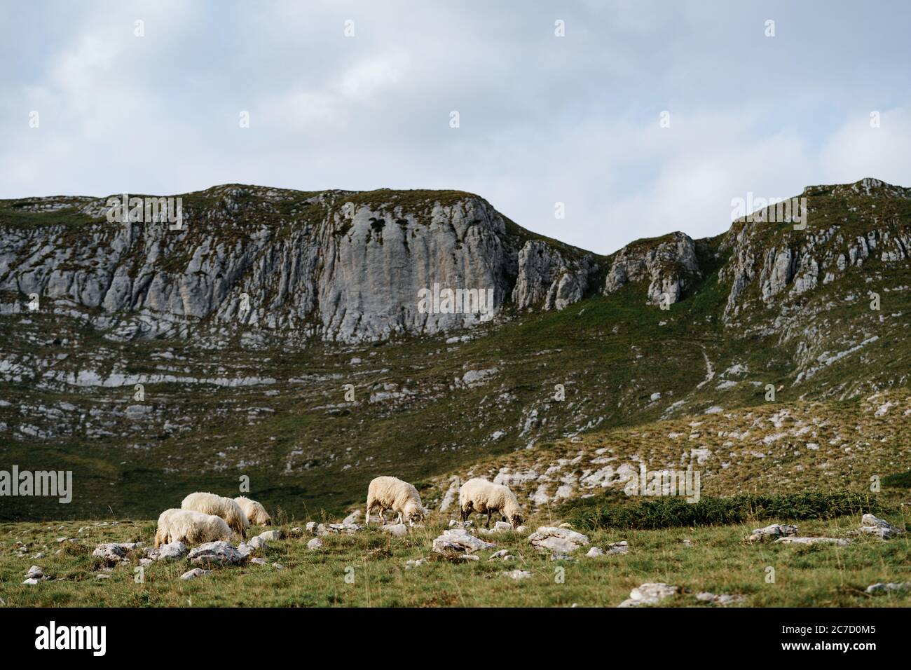 White sheep graze against the backdrop of rocky mountains Stock Photo ...
