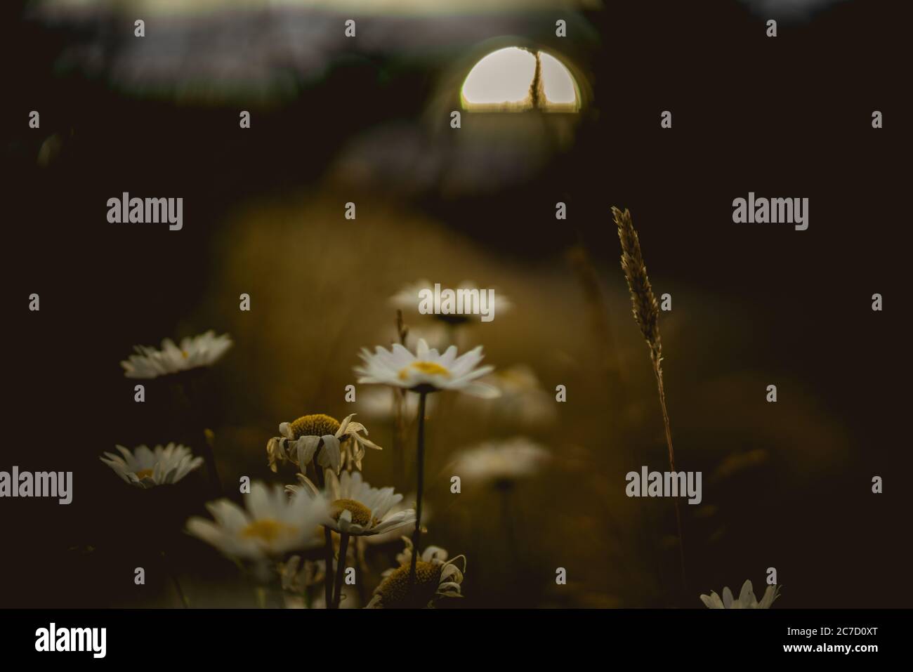 Wide selective closeup shot hi-res stock photography and images - Alamy