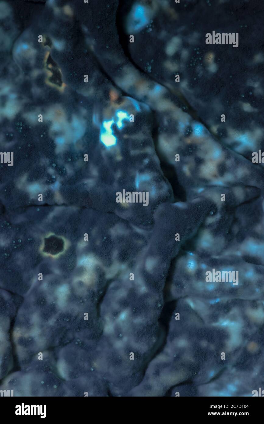 Masses of colonies of penicillin, Pencillium chrysogenm, glowing under mixture of visible or UV ultraviolet light showing extracellular digestion Stock Photo