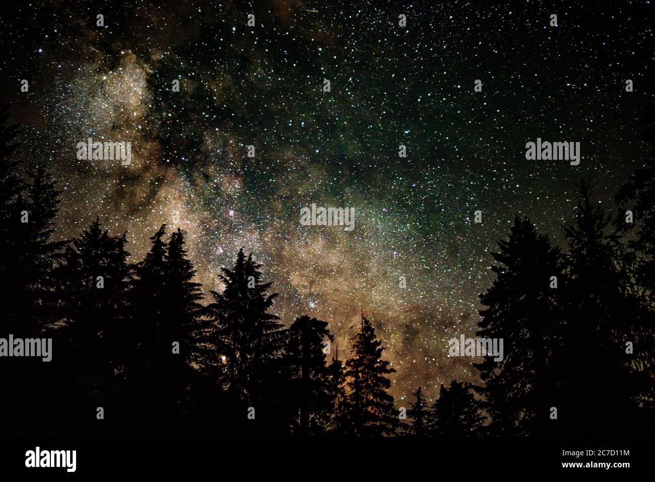 Beautiful silhouette shot of trees under a starry night sky Stock Photo ...