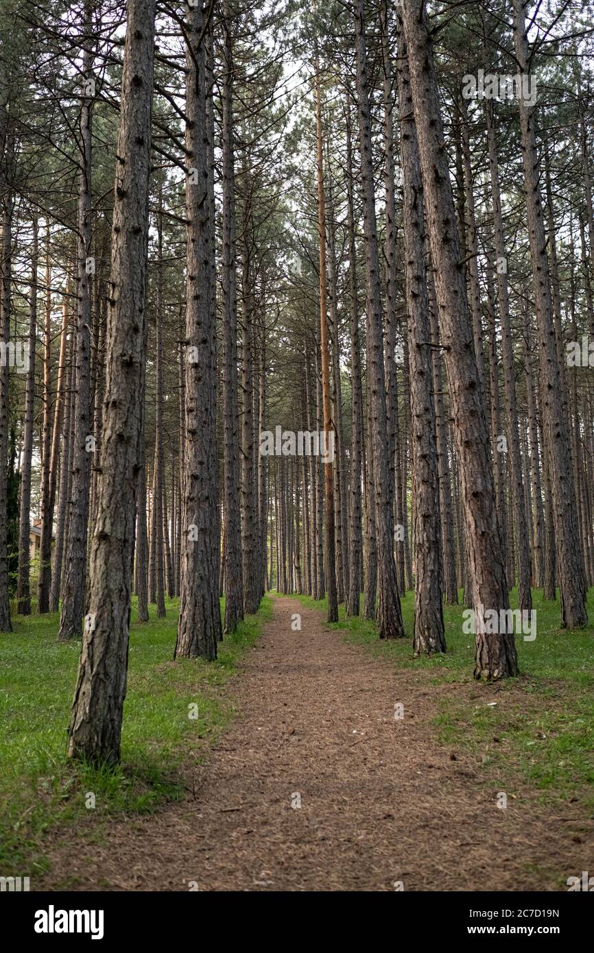 Panorama of a path through forest Stock Photo