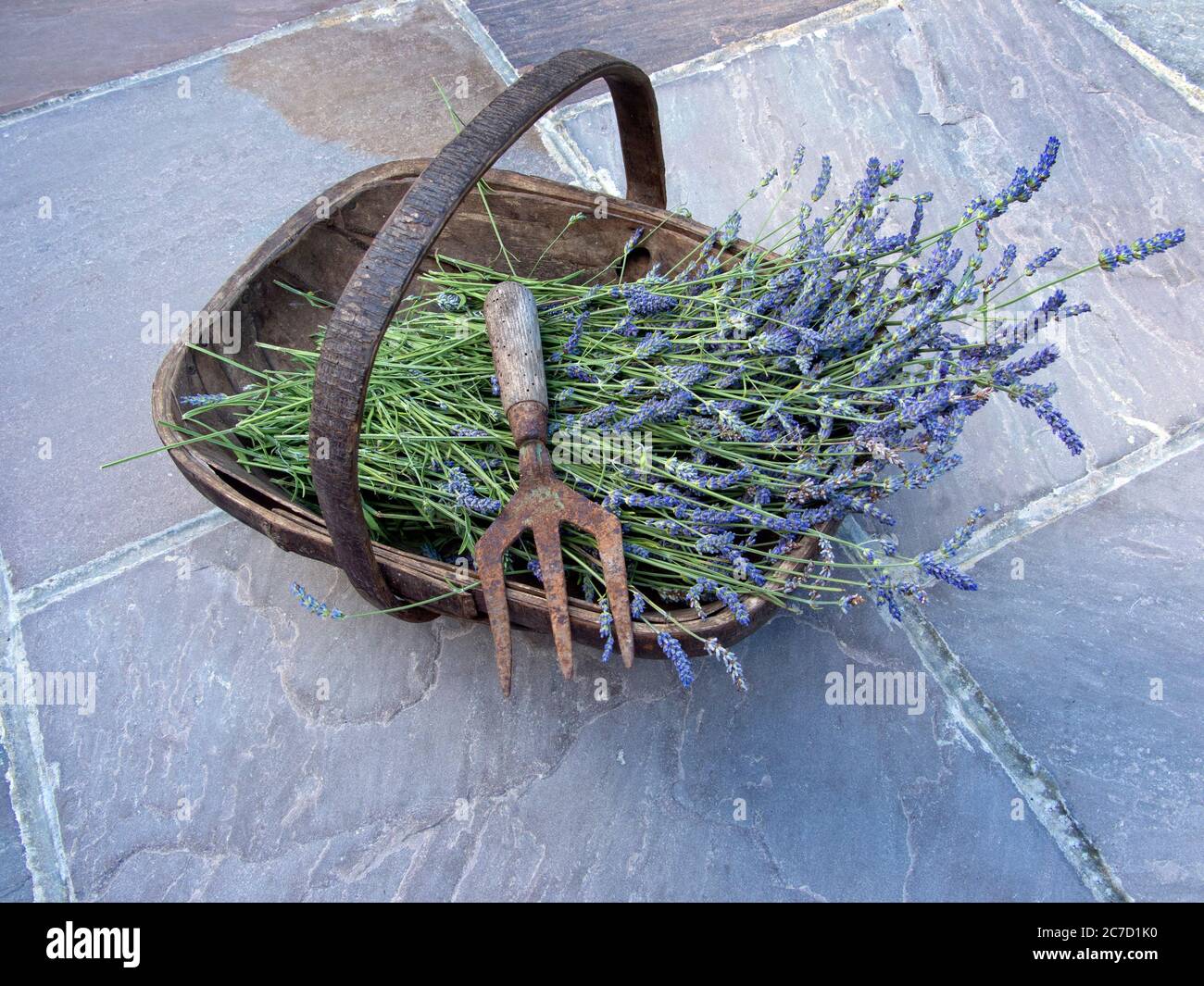 New season lavender flowers in a traditional trug. Stock Photo
