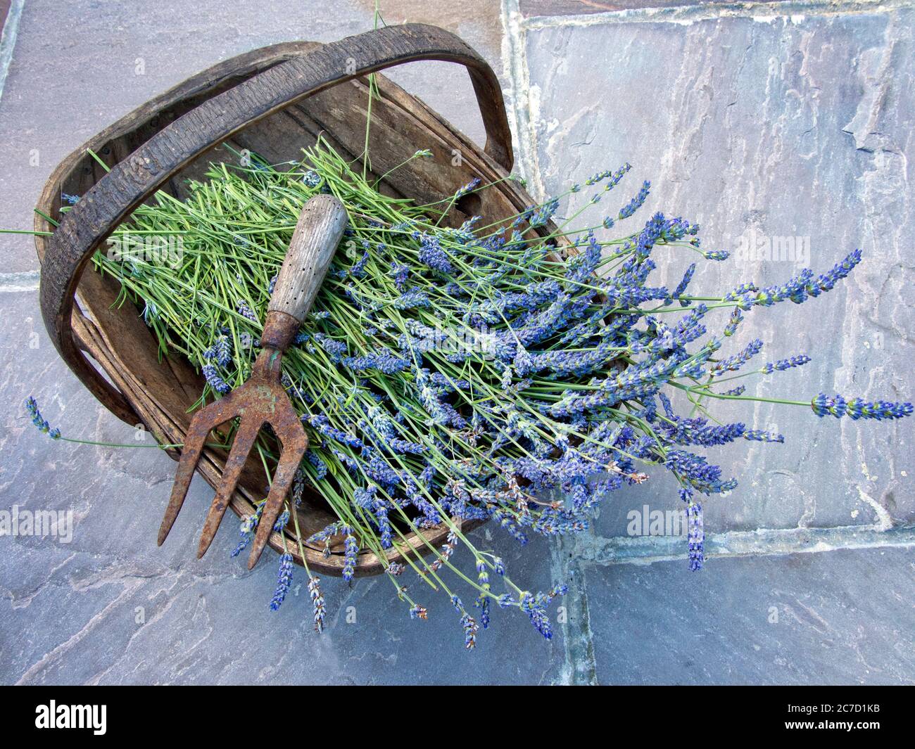 New season lavender flowers in a traditional trug. Stock Photo