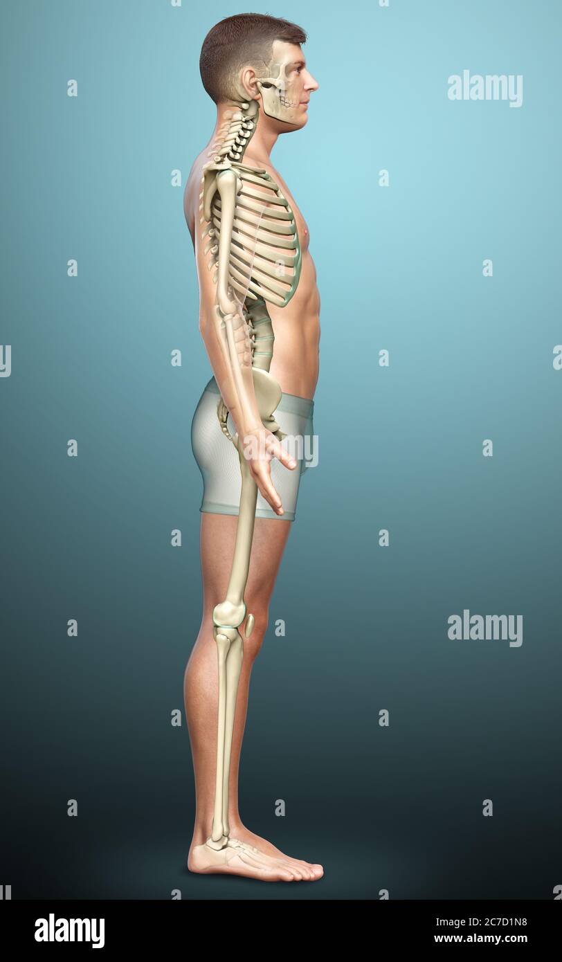 3d rendered, medically accurate illustration of a male skeleton system ...